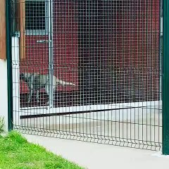C'est l'heure du Catch pour ces chiens joyeux. Admirez les!!