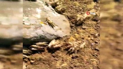 Siverek’te çekirge istilası