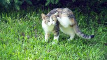 Pénurie de vétérinaire : Animaux secours RDL n'accueille plus les chats