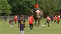 Elefantes ganan 2-1 a humanos en un partdio de fúltbol