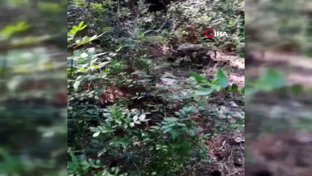 Antalya'da korkunç olay: Köpekleri çuvala koyup ölüme terk ettiler