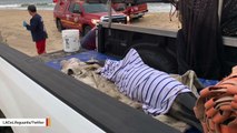 A Dolphin Was Rescued After Washing Ashore In California