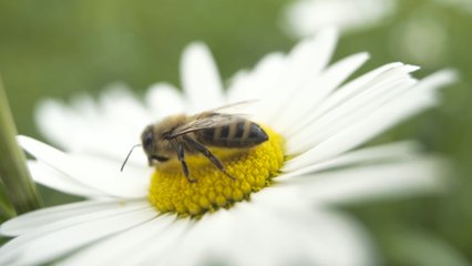 There’s An App Designed To Save The Bees