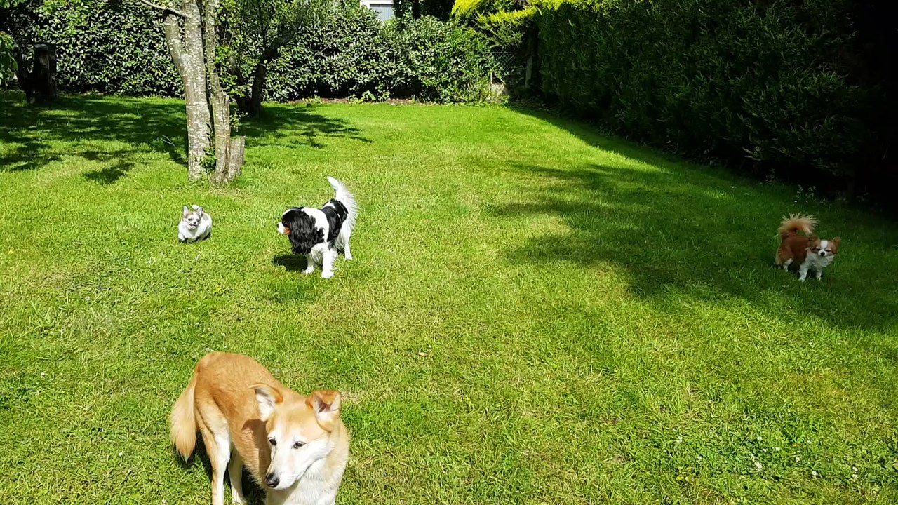 Au jardin petit Phloème joue