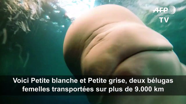 Deux bélugas transportés de Chine à un sanctuaire en Islande