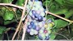 Type of Grapes In Pakistan Home Gardening in Lahore.