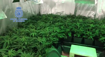 Desmantelan laboratorio de cultivo de marihuana en Málaga