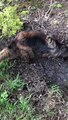 Dog Gives Himself a Mud Bath