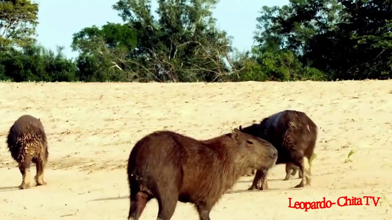Leopard attacks hungry and eats the Capybara family on the river in Africa- Capybara Vs Leopard