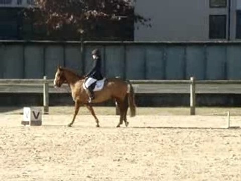 reprise dressage