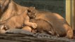 Los trillizos de león ya se pasean por el zoo de Frankfurt