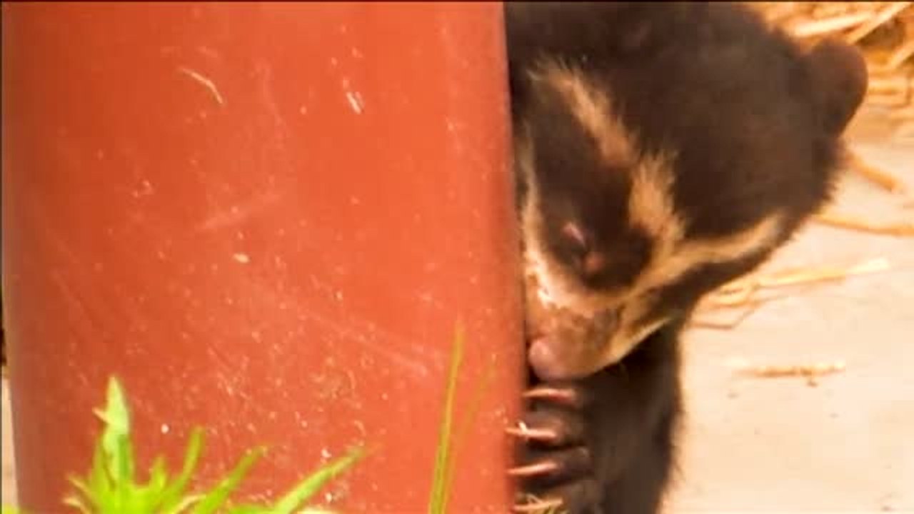 Un oso de anteojo recién nacido causa sensación en el zoo de Amberes