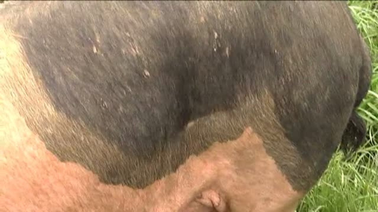 El cerdo vasco de capa negra podría dejar de ser una especie amenazada gracias a sus virtudes gastronómicas