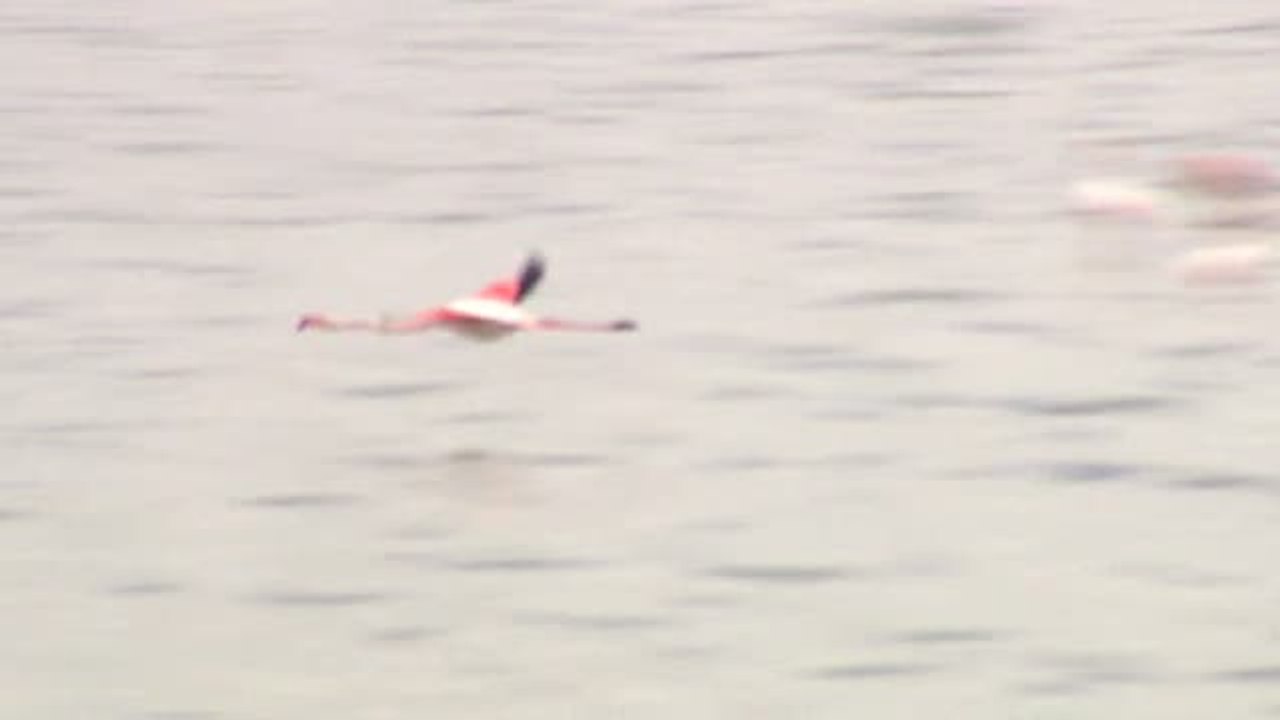 35.000 flamencos llenan de vida el humedal de Fuente de Piedra