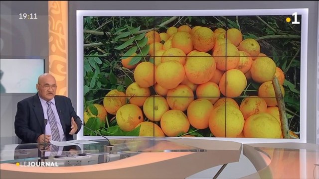 Les cueilleurs d’oranges sont de retour