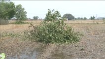 Las tormentas de arena en la India causan más de 120 muertos