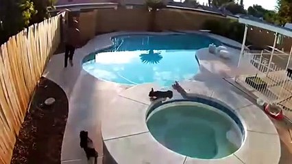 All dogs can&apos;t swim: here is the proof