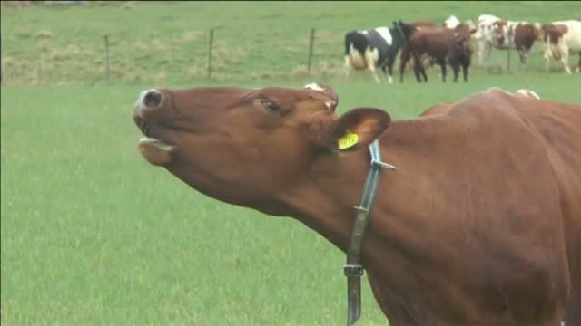 En Suecia se celebra la llegada de la primavera con la salida de las vacas de sus establos