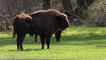 Segovia acoge nueve bisontes europeos