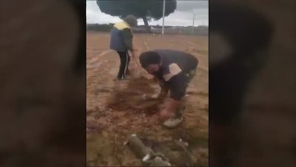 Tres agricultores plantan cadáveres de conejos