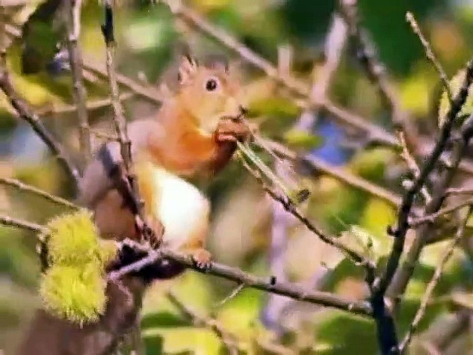 funny Mix - Animal