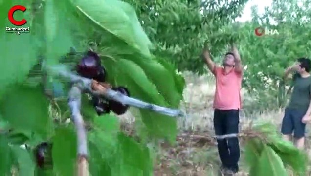 Cep telefonuyla görüntülendi... Sanki evrim geçirmiş gibiydi, çok büyüktü