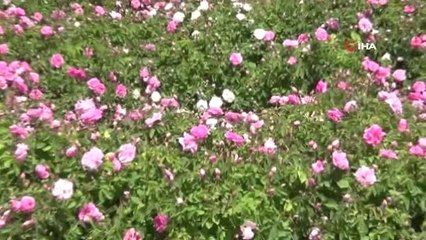 Isparta'nın 'Altın rezervleri' depolarda alıcılarını bekliyor