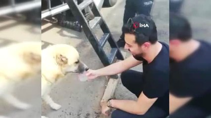 Polis memurları sıcaktan bunalan köpeğe su yetiştiremedi