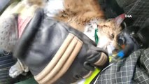 - Rus İtfaiyeciler Yangından Kurtardıkları Kediyi Hayata Döndürdü