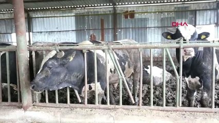 BURSA Besicilerin Kurban Bayramı hazırlığı