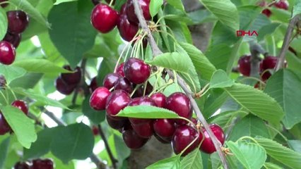 ÇANAKKALE Lapseki'de kirazla yüzü gülen üretici, şeftaliden de umutlu