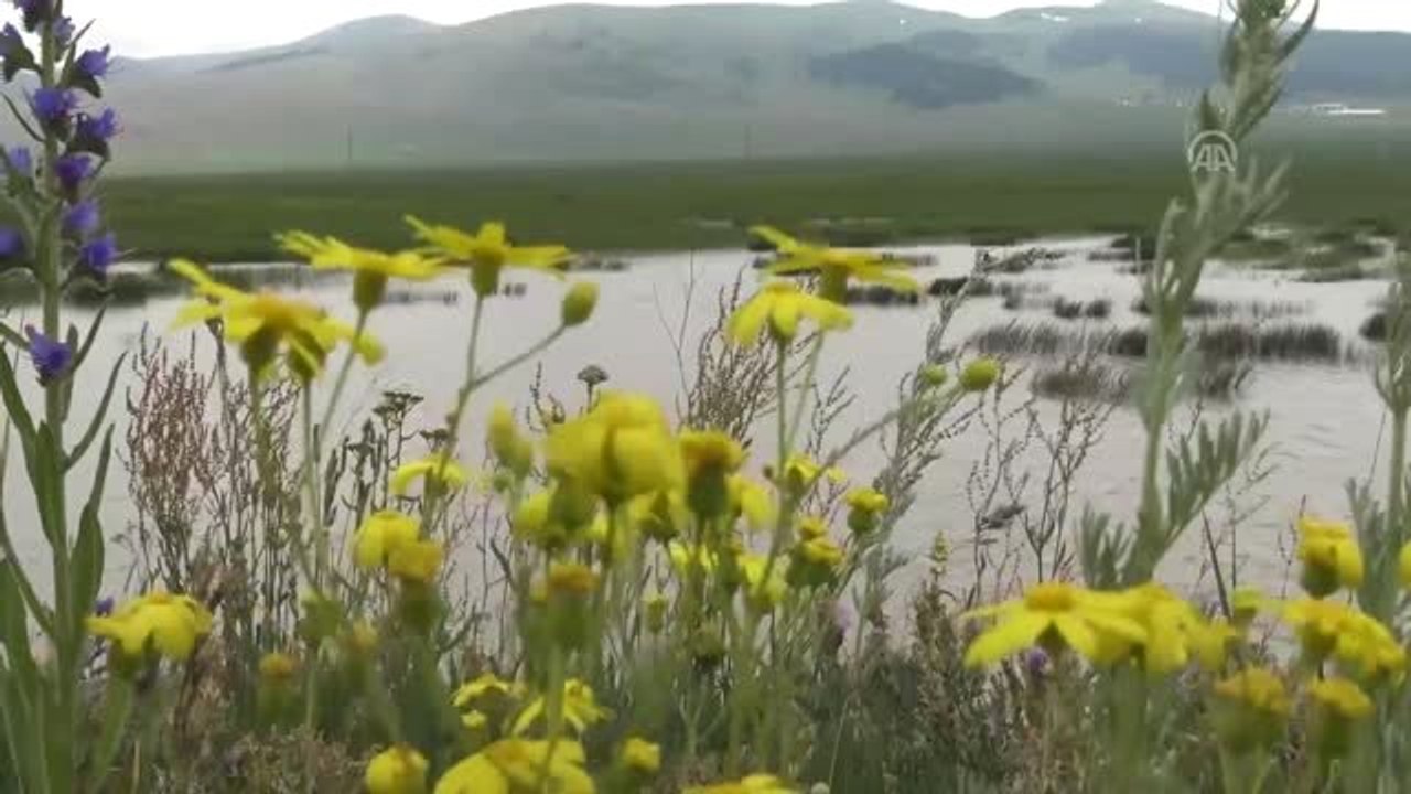 Sarıkamış yaz aylarında yaban hayatıyla büyülüyor