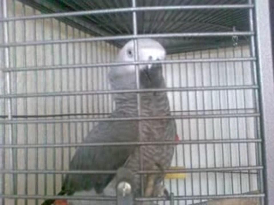 TJ My Parrot