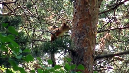 Sarıkamış yaz aylarında yaban hayatıyla büyülüyor - KARS
