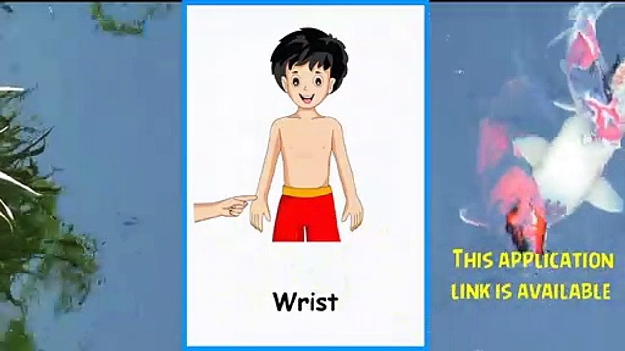 Learning Body Parts Names With Sounds And Pictures For Children