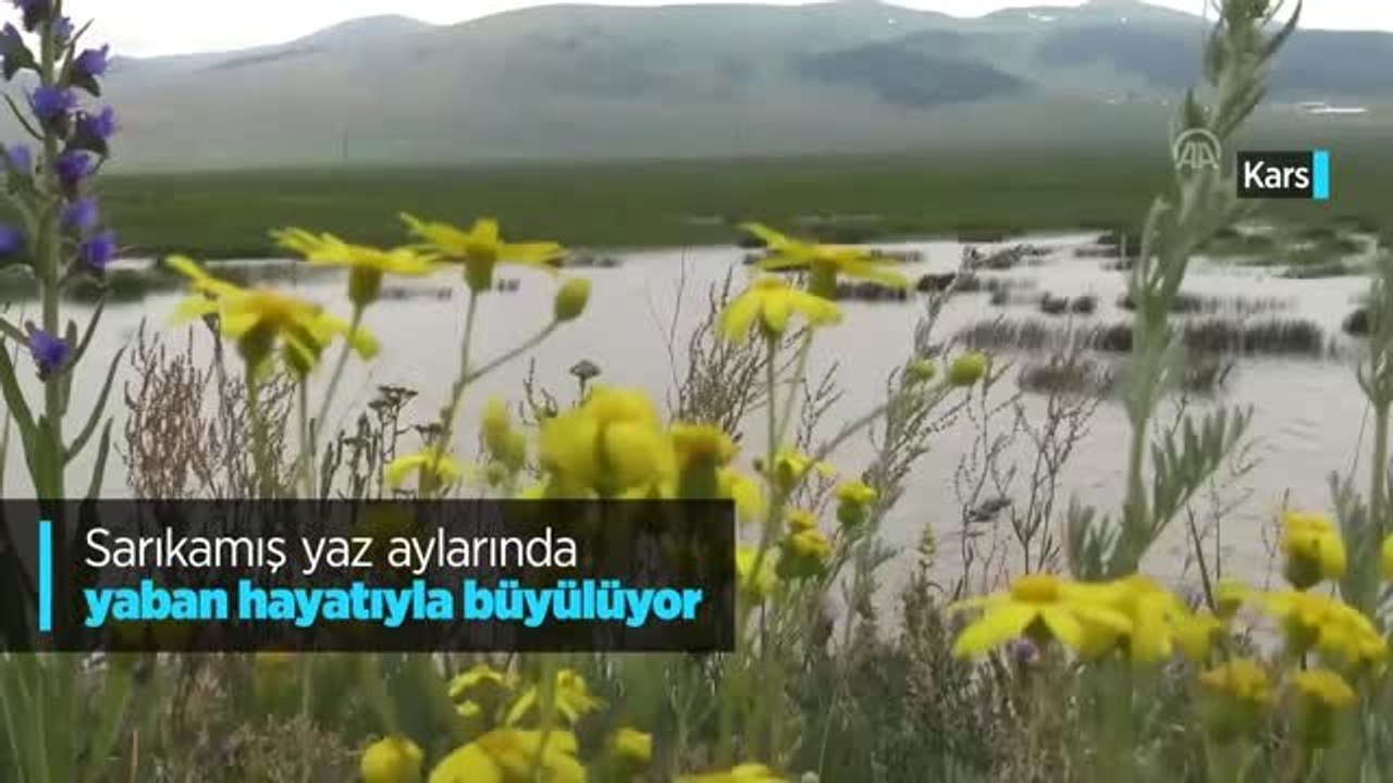Sarıkamış yaz aylarında yaban hayatıyla büyülüyor