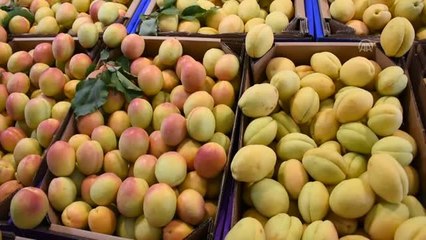 Malatya kayısısı tezgahlara indi