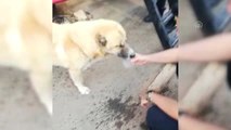 Susayan köpeğe polis şefkati