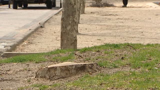 Comienza en Madrid la tala de árboles potencialmente peligrosos o irrecuperables por parte del Ayuntamiento