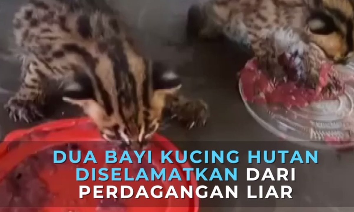 Dua Bayi Kucing Hutan diselamatkan dari Perdagangan Liar