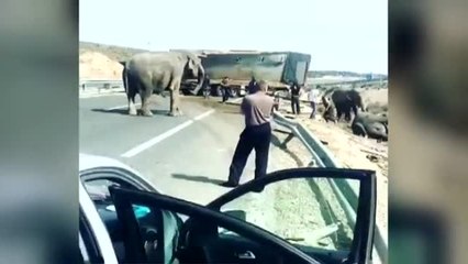 Una manada de elefantes sueltos tras un accidente obliga a cortar la A-30