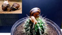 AMAZING snails make something incredible