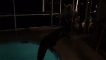 Un cocodrilo de más de tres metros se 'baña' en una piscina privada en Florida