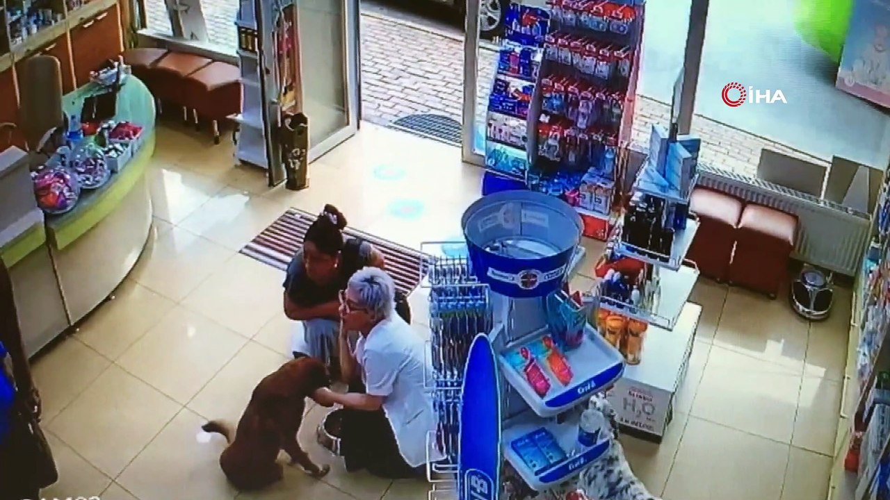 Bu görüntü yürekleri ısıttı... Patisinden yaralanan akıllı köpek eczacıdan böyle yardım istedi