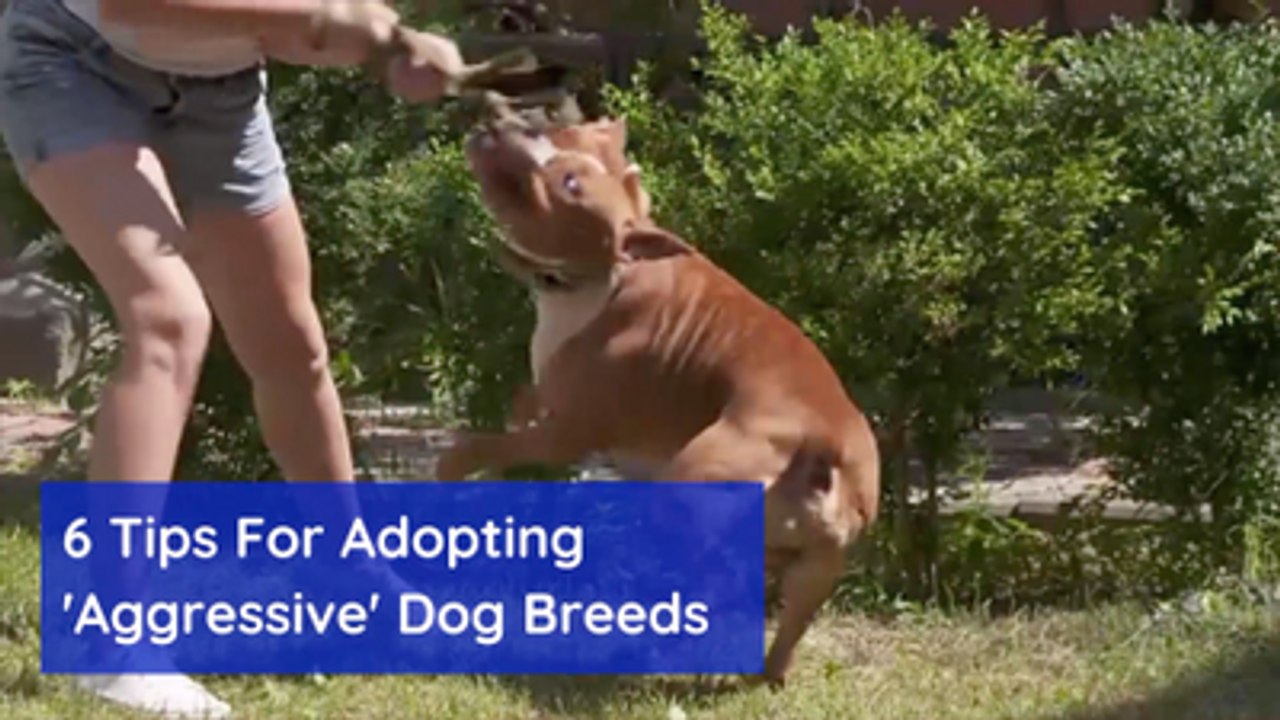 How To Handle An Aggressive Dogs
