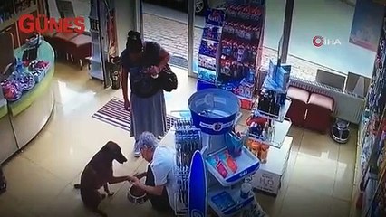 Yaralı köpek eczacıdan yardım istedi