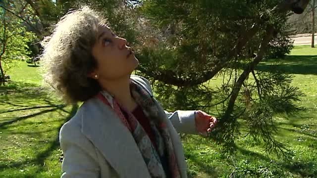 El buen mantenimiento y una poda correcta, cruciales para evitar accidentes de árboles derribados por el viento