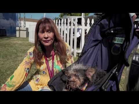 Konkursi për qenin më të shëmtuar në botë - Top Channel Albania - News - Lajme