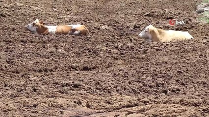 Gübre çukuruna düşen 6 inek, ekiplerin 2 saat süren çalışmaları sonucu kurtarıldı