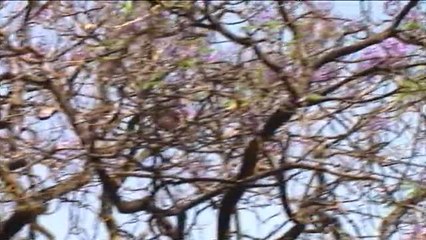 Un mono capuchino paraliza el tráfico en Ciudad de México